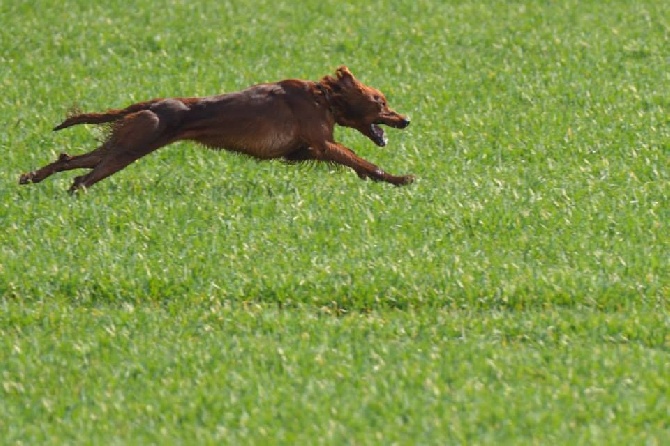 de la flache du pont - Isis en field