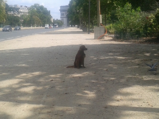 de la flache du pont - Draft et le pigeon à Paris