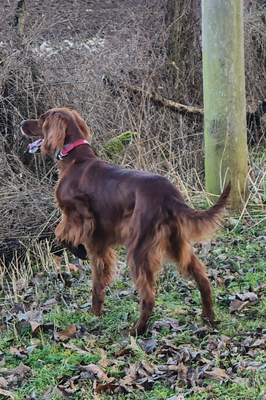Priska fille de M'ulysse de la Flache du Pont