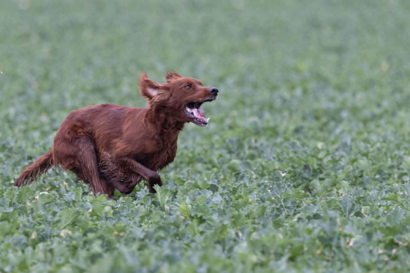 Priska 1er EXC Aubeterre 10