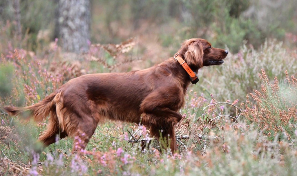 Priska RCACT Bourideys 