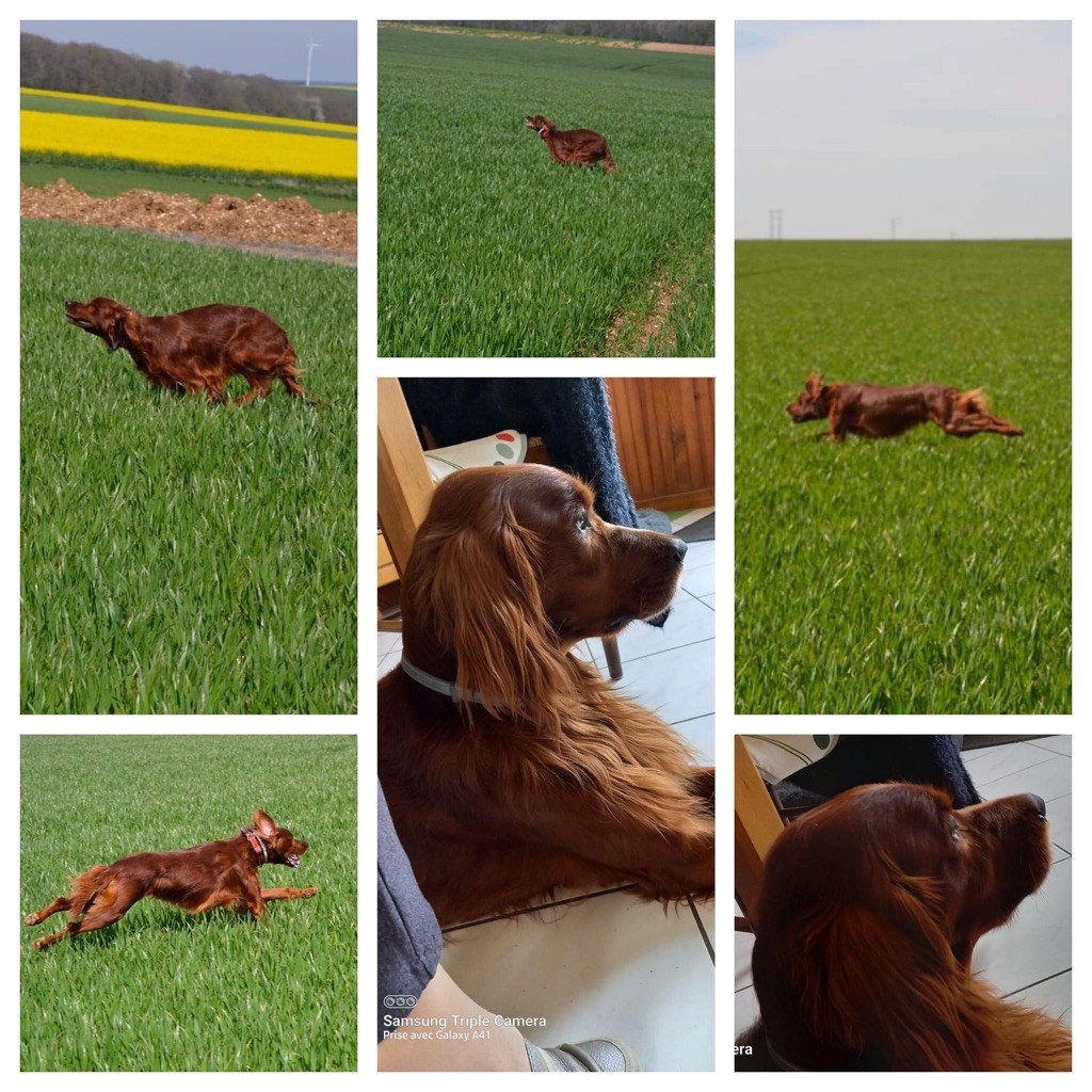 Album M Ulysse de la Flache du Pont RCAC au Game Fair le 16 juin 2016
