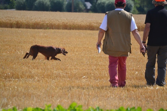 Portée chiots 2015