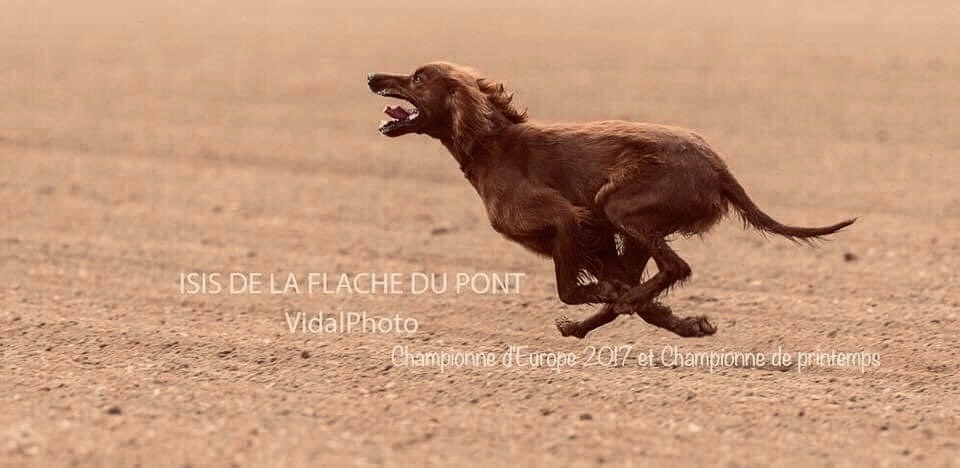 Isis de la Flache du Pont