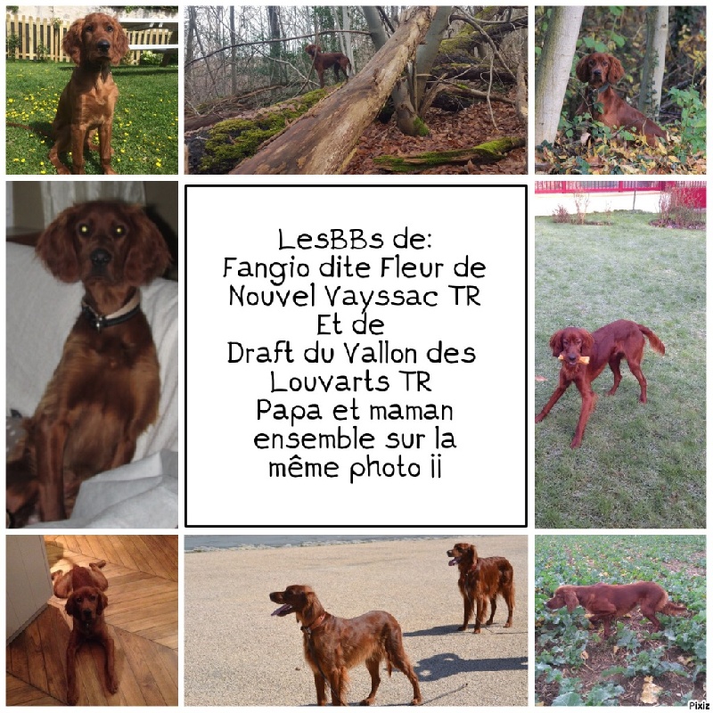 Chiots né à la maison
