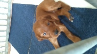 CHIOT