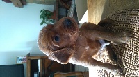 CHIOT