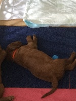 CHIOT