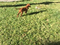 CHIOT