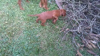 CHIOT 