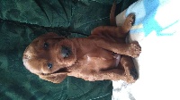CHIOT 