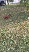 CHIOT 